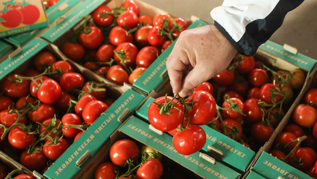 51 pomidor və 37 alma istehsalı müəssisəsinin Rusiyaya məhsul ixracına icazə verilib