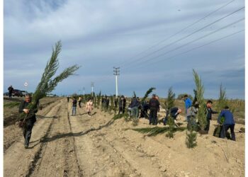 Zərdabda ağacəkmə aksiyası keçirilib – Fotolar