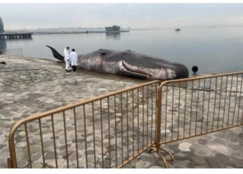 Bakı bulvarında nəhəng canlı tapilib