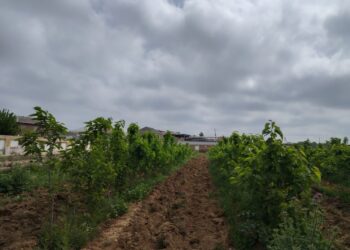 Sosial sahibkarlıq subyektlərinin inkişaf etdirilməsi günümüzün tələbidir