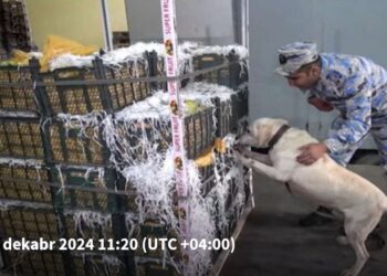 “Alma” yüklü avtomobildən külli miqdarda narkotik vasitə aşkar edilib-Foto