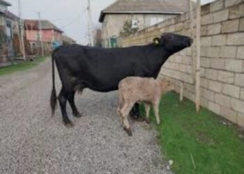 Oğuz sakini Kürdəmirdə həbs edildi