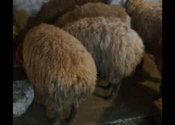 Sabunçu rayonunda qoyun sürüsü ogurlanib-saxlanilan var