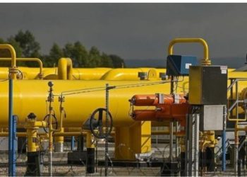 Türkmən qazı bu gün Türkiyəyə gəlir