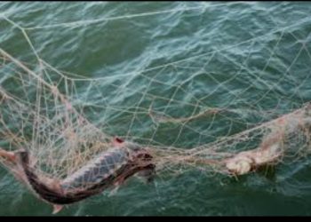 Mingəçevirdə qanunsuz balıq ovu edən şəxs saxlanılıb