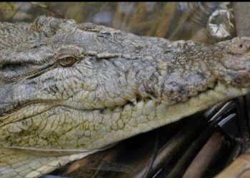 Hindistanda 51 nəfəri timsahlara yedizdirən “Doktor Ölüm” saxlanıldı