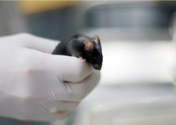 Siçanlar üzərində sınaqdan keçirilən “Yaşlanma əleyhinə kokteyl” ömrünü 30 faiz uzadıb