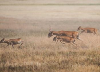 Rusiyada sayqa istilası: Fermerlər Putindən kömək istəyirlər