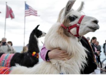 Bu tüklü heyvan şizofreniya müalicəsinin açarını saxlaya bilər