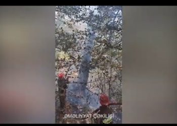 Masallıda meşə massivində yanğın baş verib