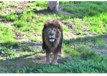 Yaponiyada zooparkda 3 şir həddindən artıq istilər səbəbindən ölüb