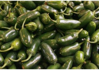 ABŞ-da jalapeno bibərinin səbəb olduğu düşünülən salmonella epidemiyası 27 ştata yayılıb