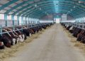 54 yaşlı kişi tövlədə heyvanları yemləyərkən öldü